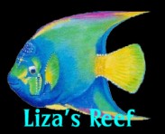 The Liza's Reef Project of Lee James Pantas